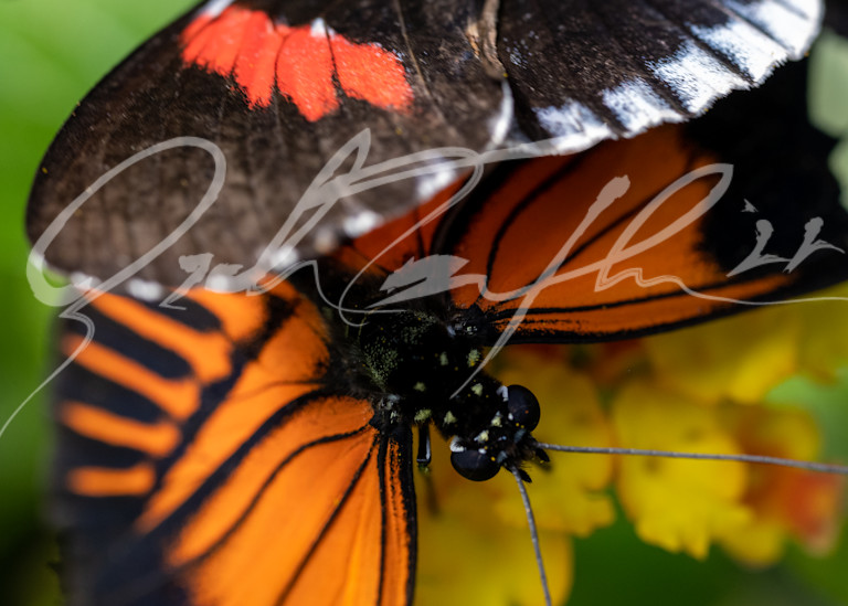 Butterfly #10 Photography Art | Zachary Traxler