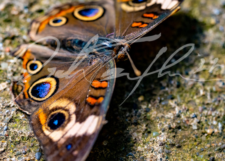 Butterfly #11 Photography Art | Zachary Traxler