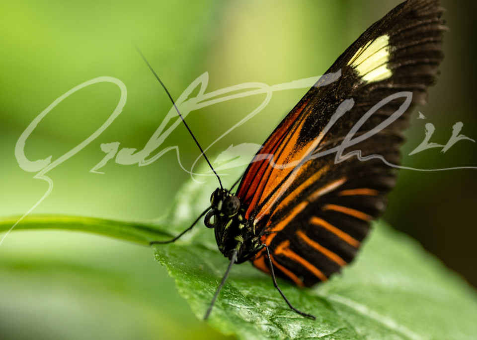 Butterfly #14 Photography Art | Zachary Traxler