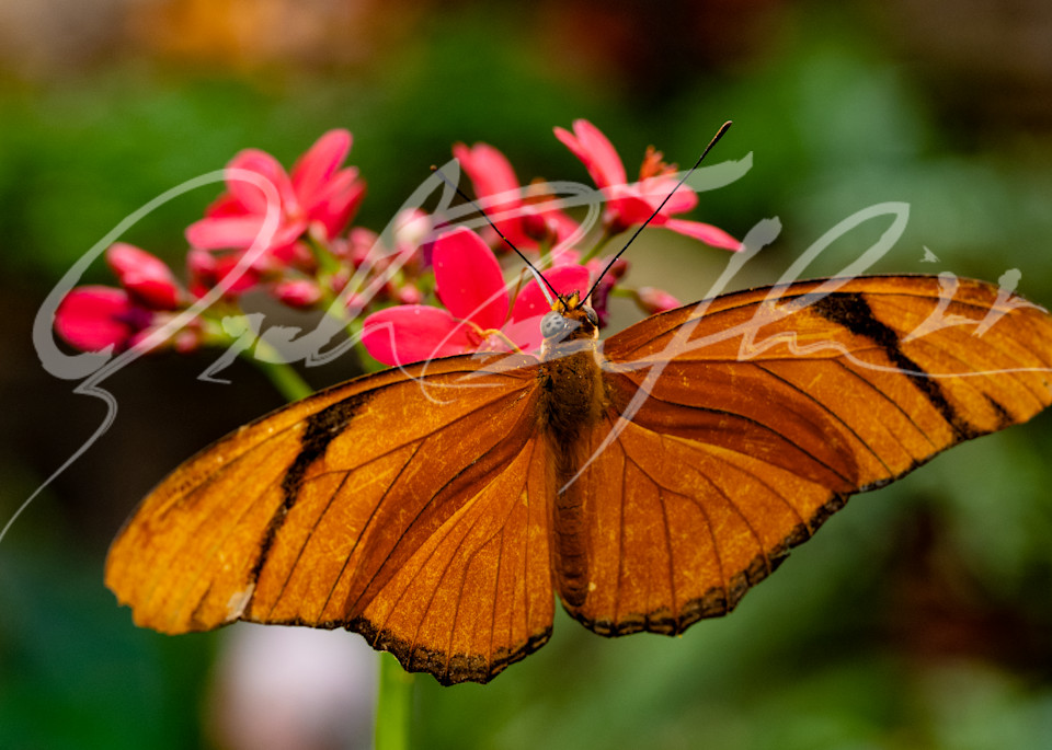 Butterfly #29 Photography Art | Zachary Traxler
