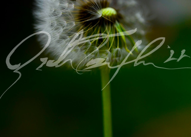 Flowers   Dandelion #4 Photography Art | Zachary Traxler