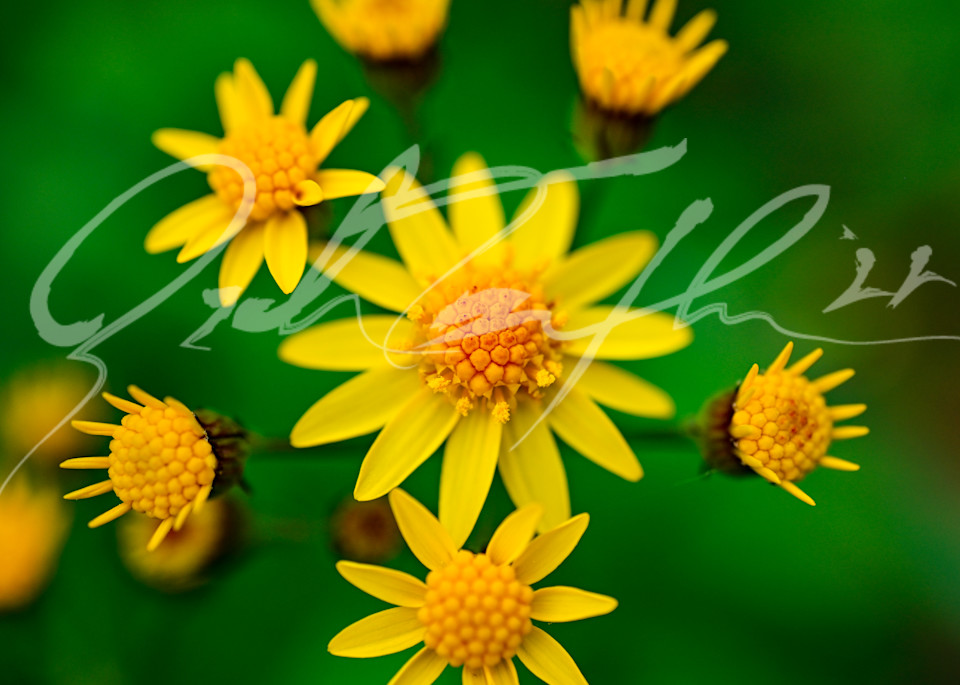 Flowers   Ohio Outdoors #2 Photography Art | Zachary Traxler