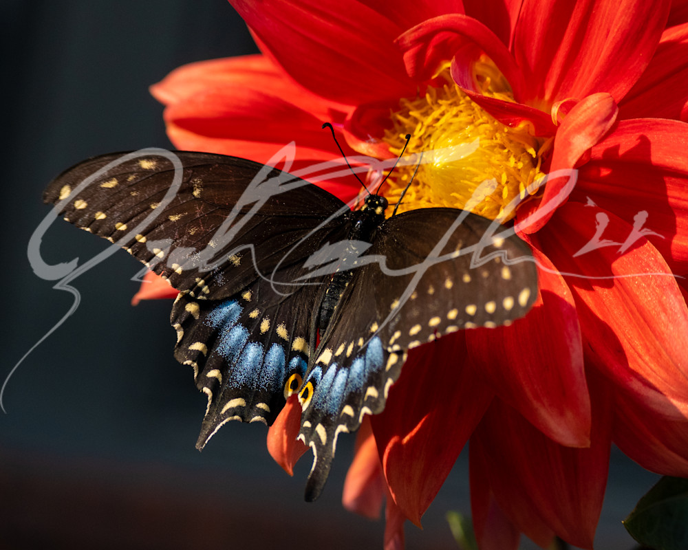 Butterfly #1 Photography Art | Zachary Traxler
