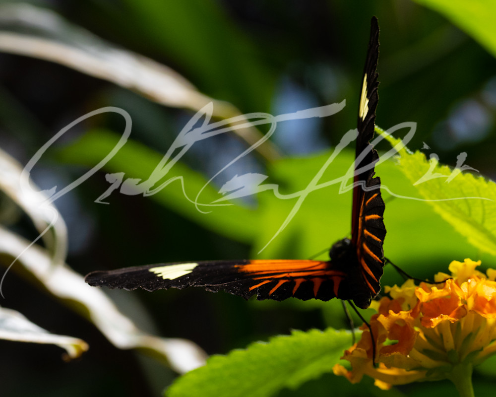 Butterfly #3 Photography Art | Zachary Traxler