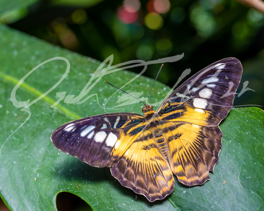 Butterfly #5 Photography Art | Zachary Traxler