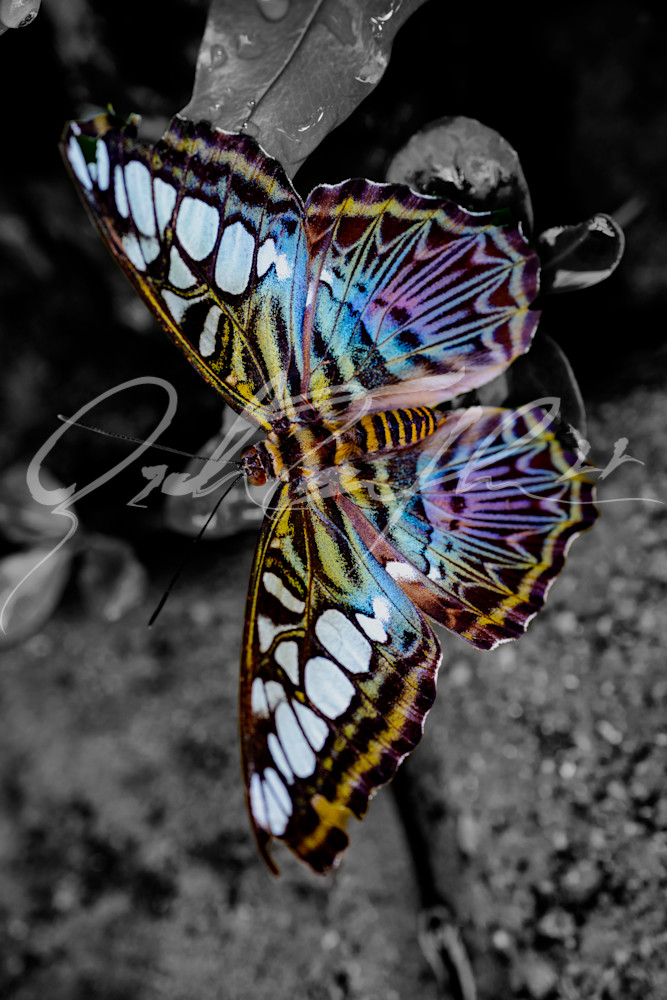 Butterfly #9 Photography Art | Zachary Traxler