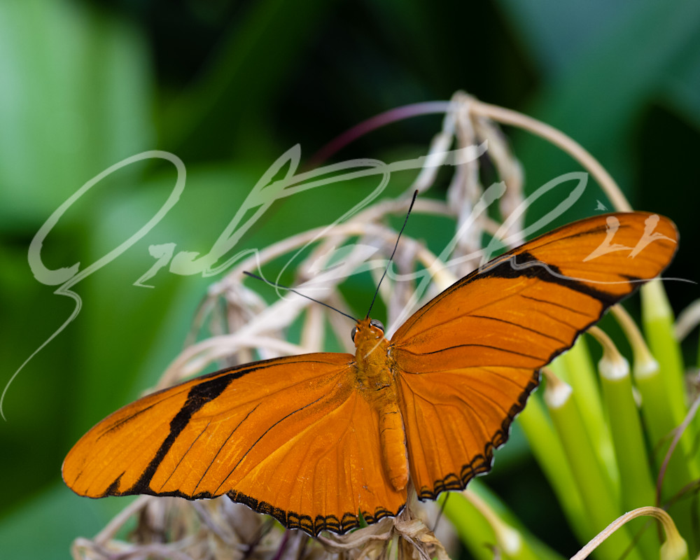 Butterfly #6 Photography Art | Zachary Traxler