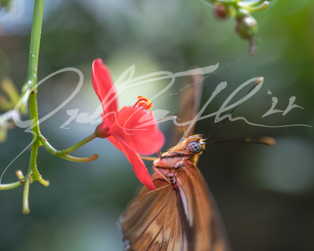 Butterfly #7 Photography Art | Zachary Traxler