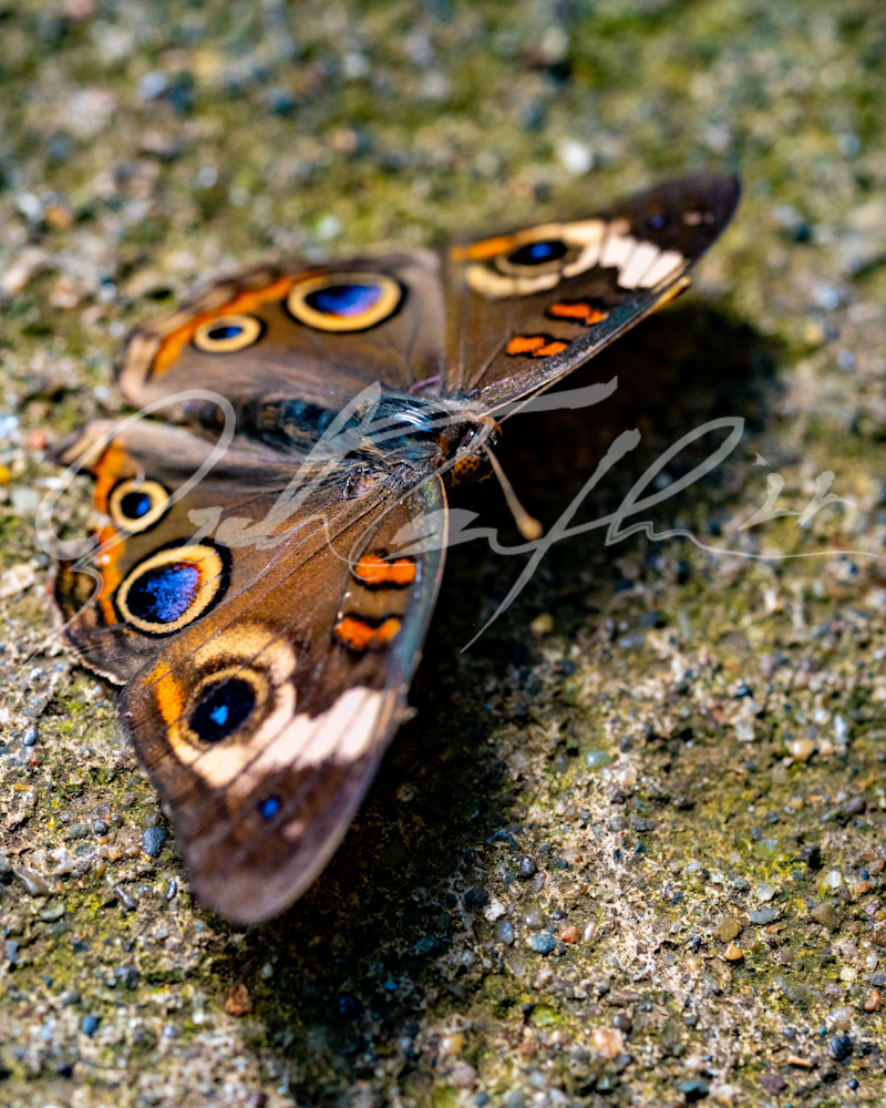 Butterfly #11 Photography Art | Zachary Traxler