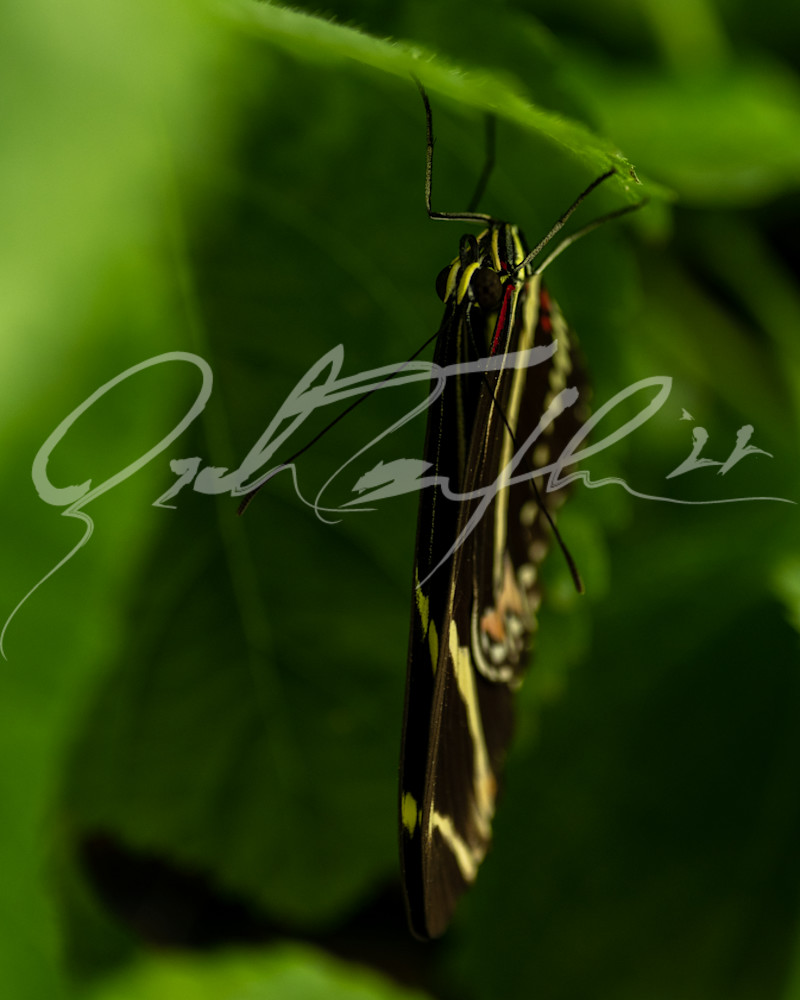 Butterfly #13 Photography Art | Zachary Traxler