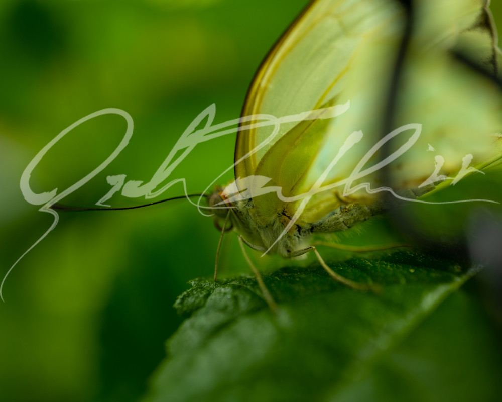 Butterfly #15 Photography Art | Zachary Traxler