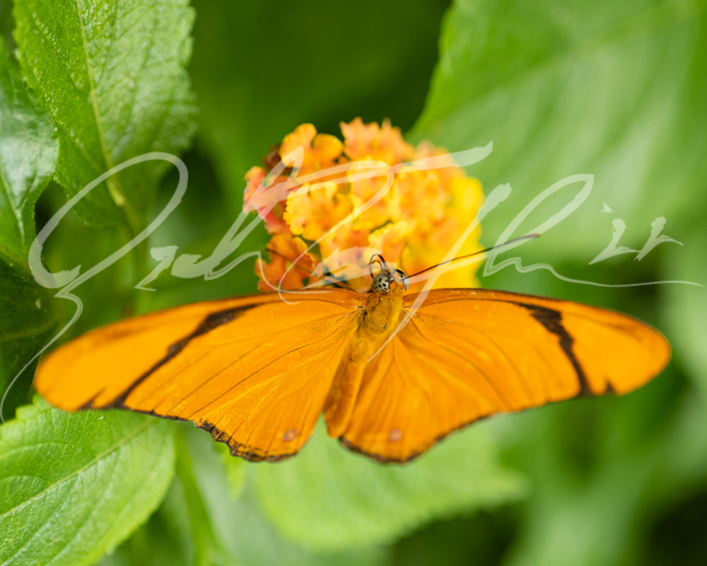 Butterfly #22 Photography Art | Zachary Traxler