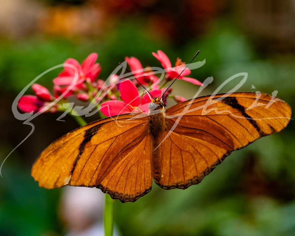 Butterfly #29 Photography Art | Zachary Traxler