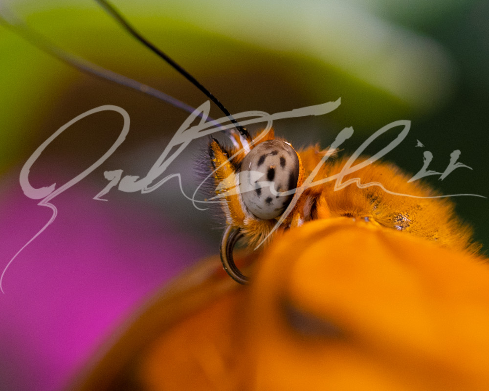 Butterfly #31 Photography Art | Zachary Traxler