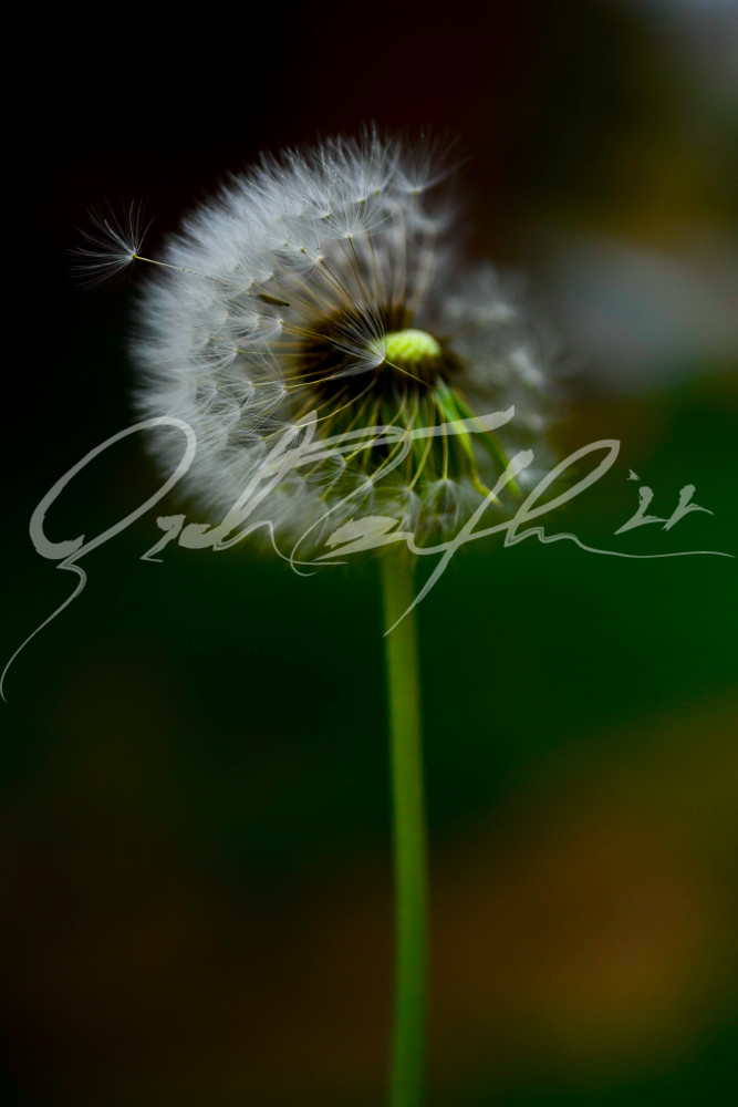Flowers   Dandelion #4 Photography Art | Zachary Traxler