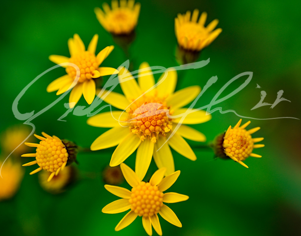 Flowers   Ohio Outdoors #2 Photography Art | Zachary Traxler