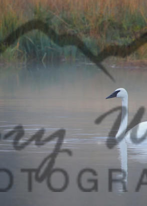 Swan, "Peace", Jackson Hole, WY