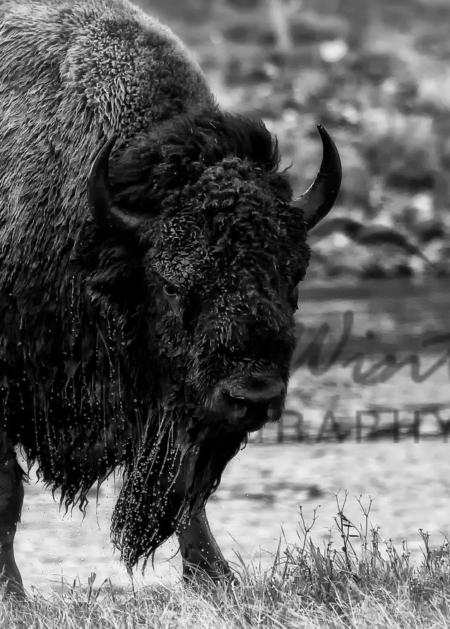 Bison Black And White Version Of "All Wet" Photography Art | Mallory Winters Photography