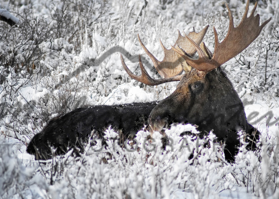 Snow Moose, Jackson Hole, WY