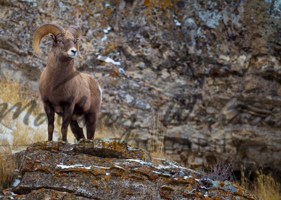 Ram in Jackson Hole, Wyoming
