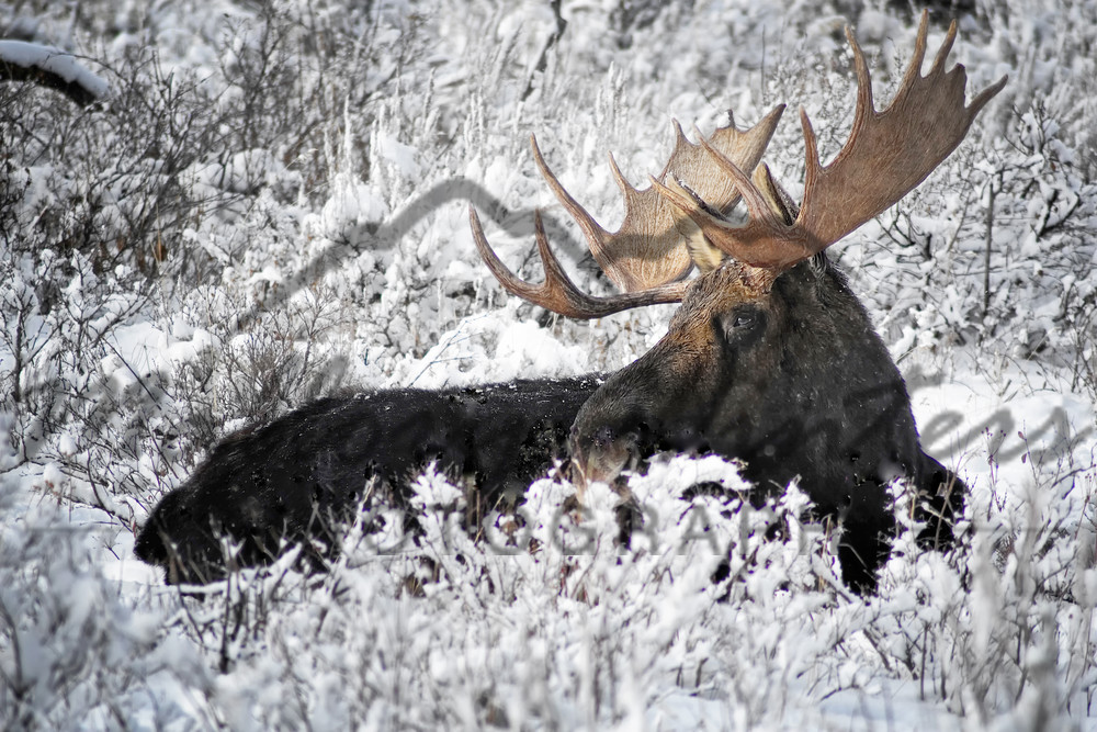 Snow Moose, Jackson Hole, WY