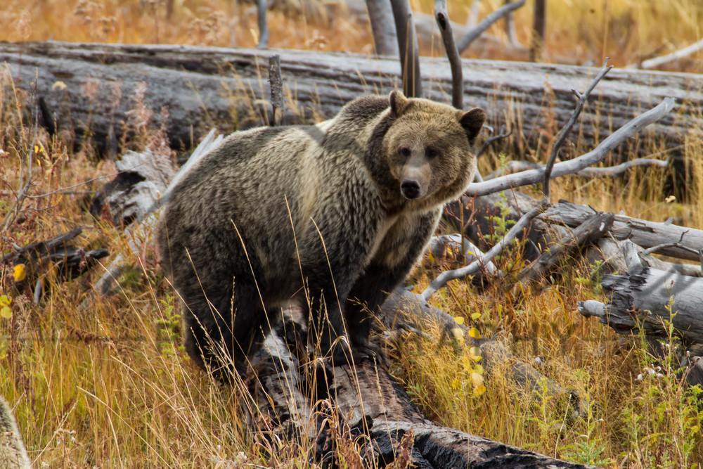 Grizzly of Yellowstone National Park