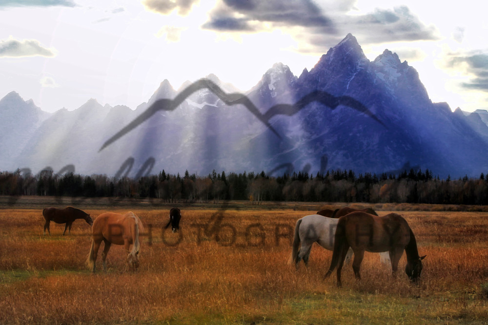 Horses Under the Tetons of Wyoming