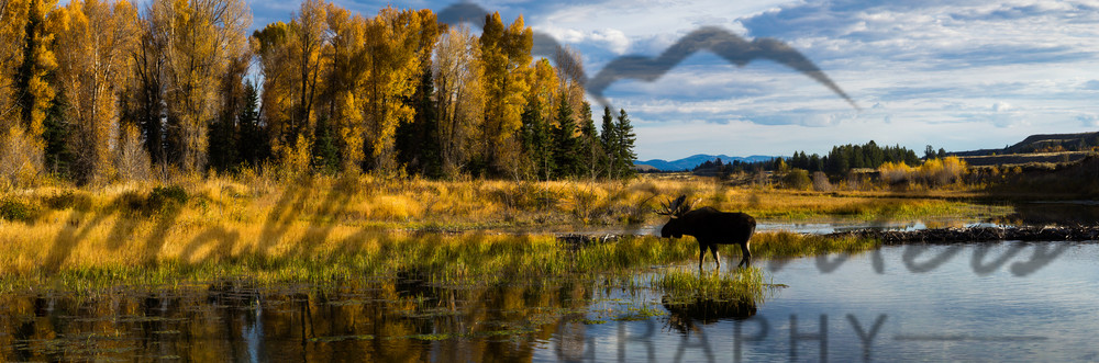 Wading Moose, Schwabacher's Pond, Grand Teton National Park Photography Art | Mallory Winters Photography