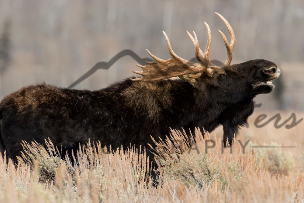 Bull Moose of Teton National Park