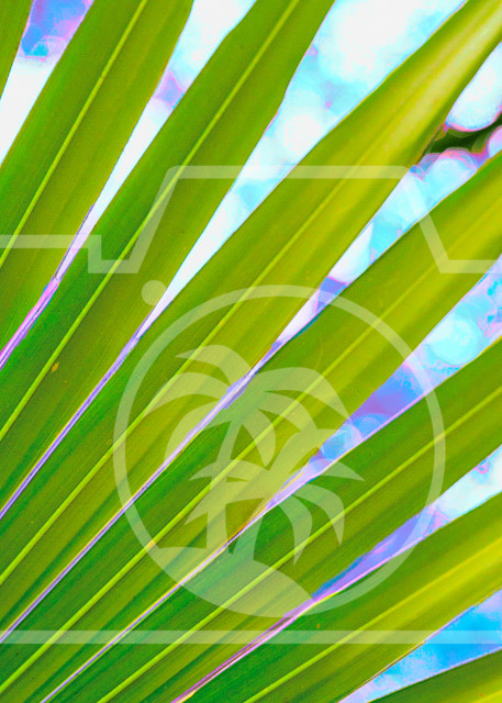 Palm Leaf Closeup  Art | Photos by Max Duckworth