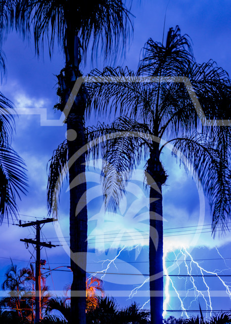 Electric Palms Art | Max Duckworth