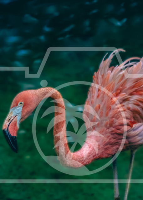 One Flamingo Art | Max Duckworth