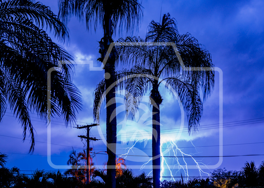 Electric Palms Art | Photos by Max Duckworth