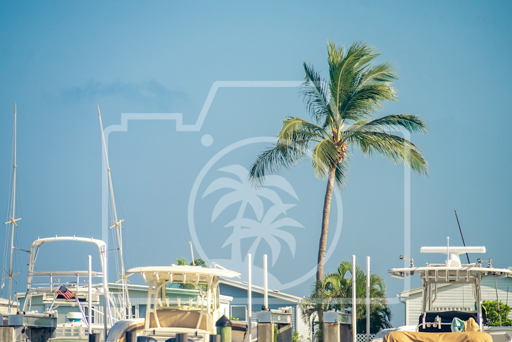 Palm Tree And Boats Art | Photos by Max Duckworth