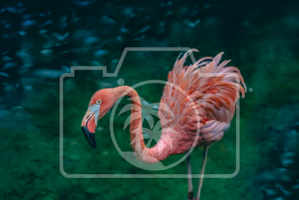 One Flamingo Art | Max Duckworth