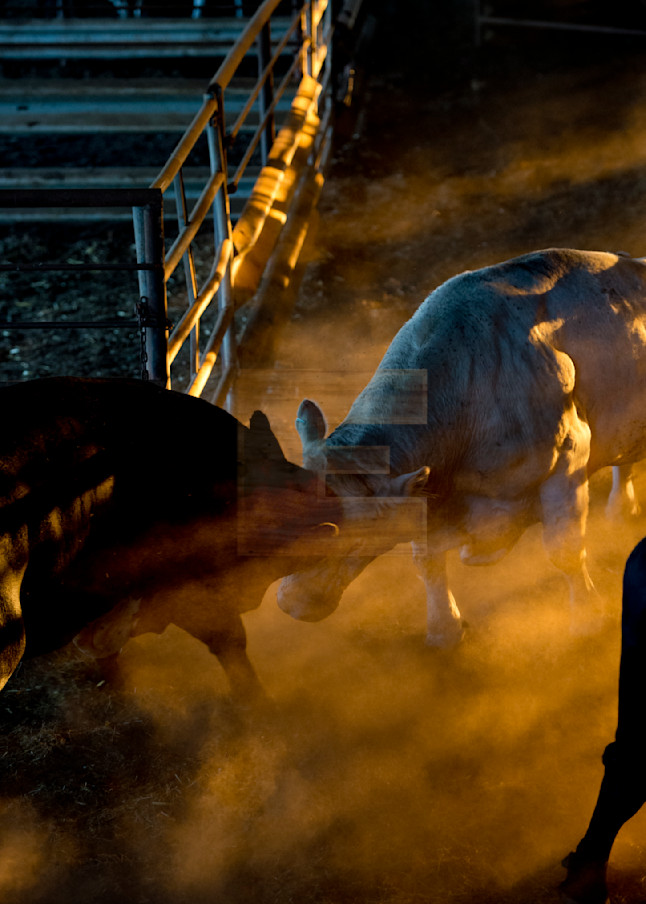 Bull Fight Photography Art | woodeworks