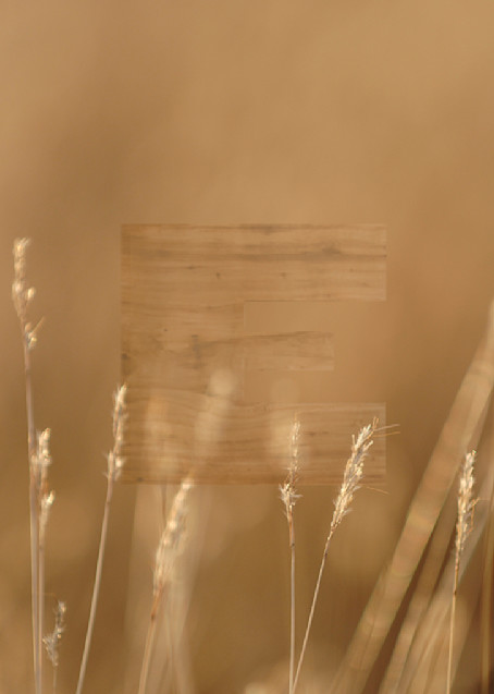 Golden Grains Photography Art | woodeworks