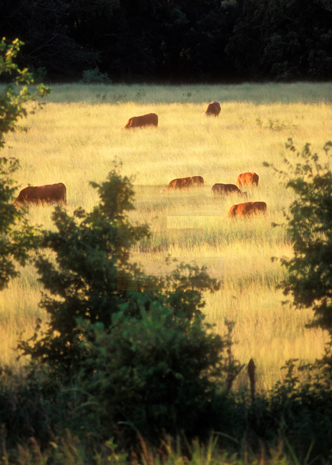 Seven Brown Cows Photography Art | woodeworks