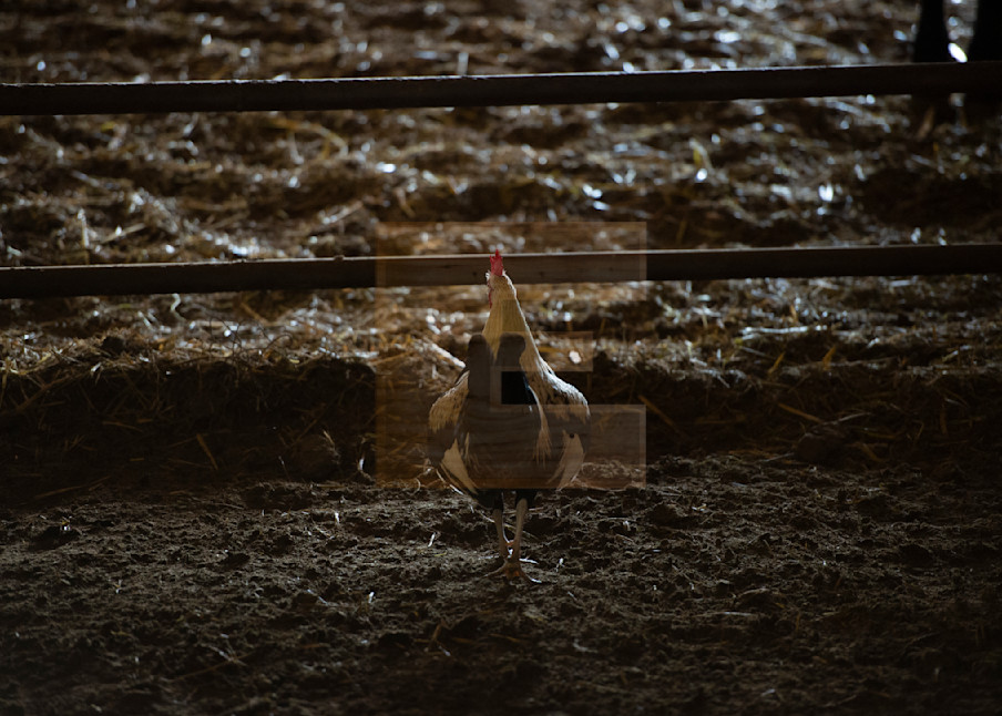 Ranch Rooster Photography Art | woodeworks