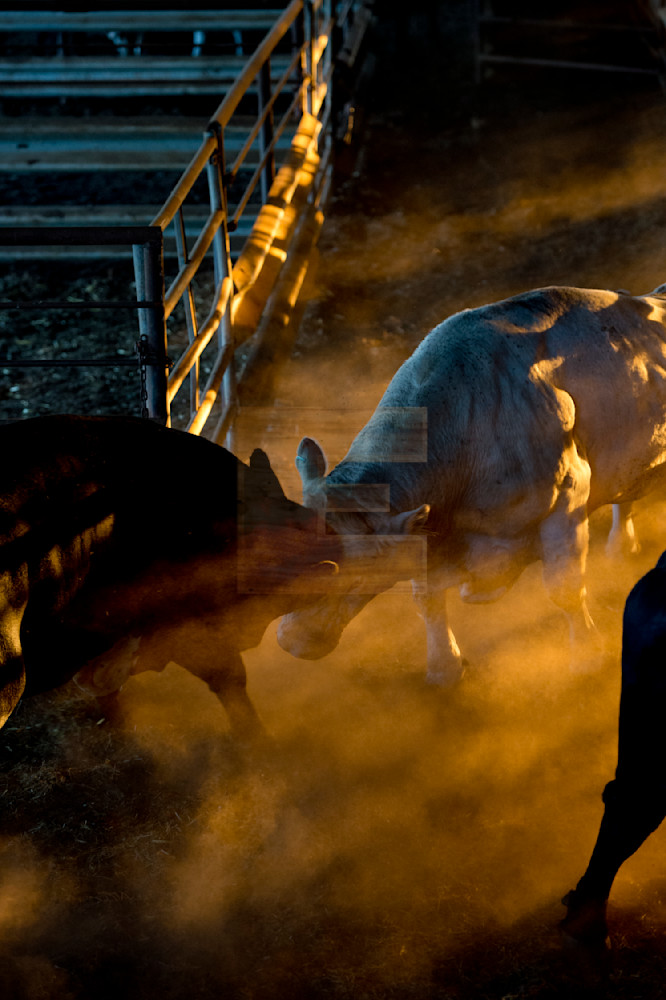 Bull Fight Photography Art | woodeworks