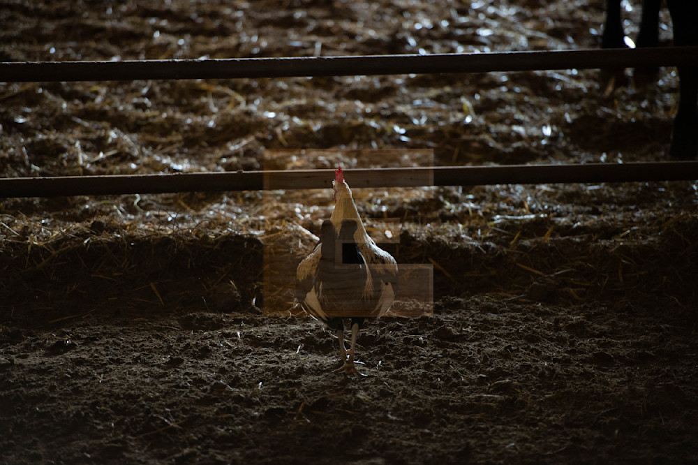Ranch Rooster Photography Art | woodeworks