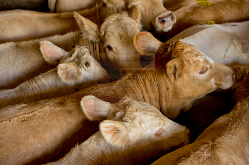 Cattle Photography Art | woodeworks