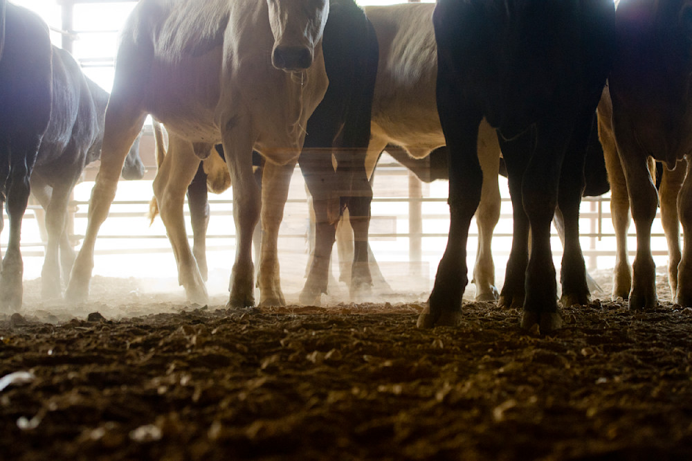 Seguin Auction Horses Photography Art | woodeworks