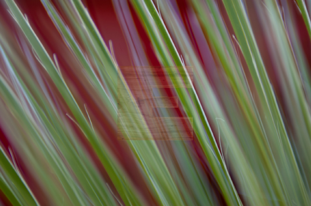 Woody Welch Photography | fine art | Impressionistic image playing with line, short depth of field, fine focus, depth perception, diagonal lines, colors of red and hues of green repeating patterns and dimension 