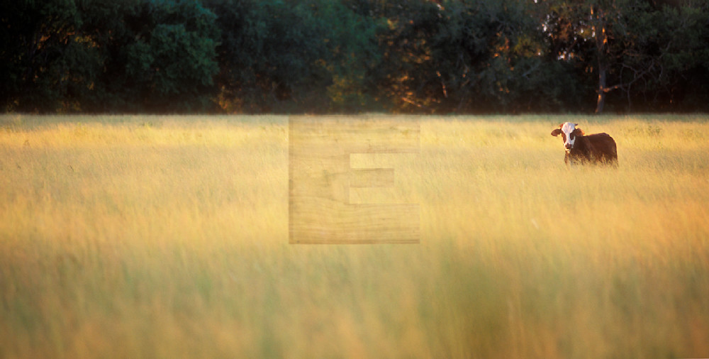 One Brown Cow Photography Art | woodeworks
