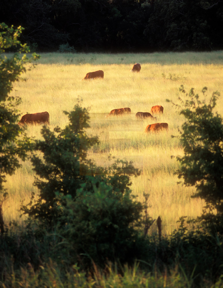 Seven Brown Cows Photography Art | woodeworks