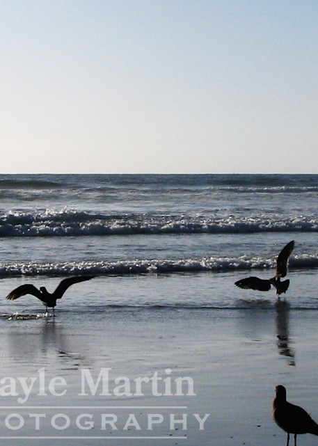 Seagulls On Beach Photography Art | gaylemartin