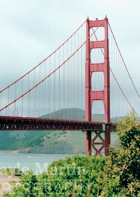 Flowery Path To The Golden Gate Bridge Photography Art | gaylemartin