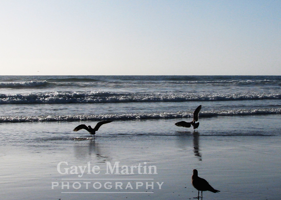 Seagulls On Beach Photography Art | gaylemartin