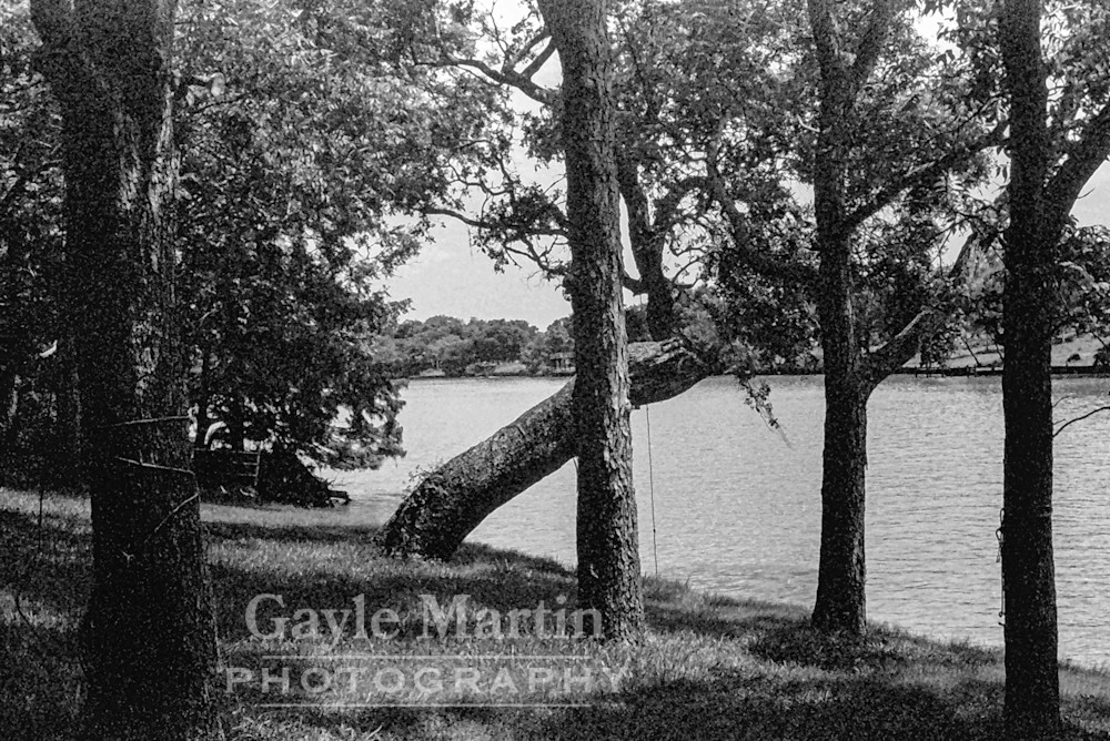 A Bent Tree On The Brazos River Photography Art | gaylemartin